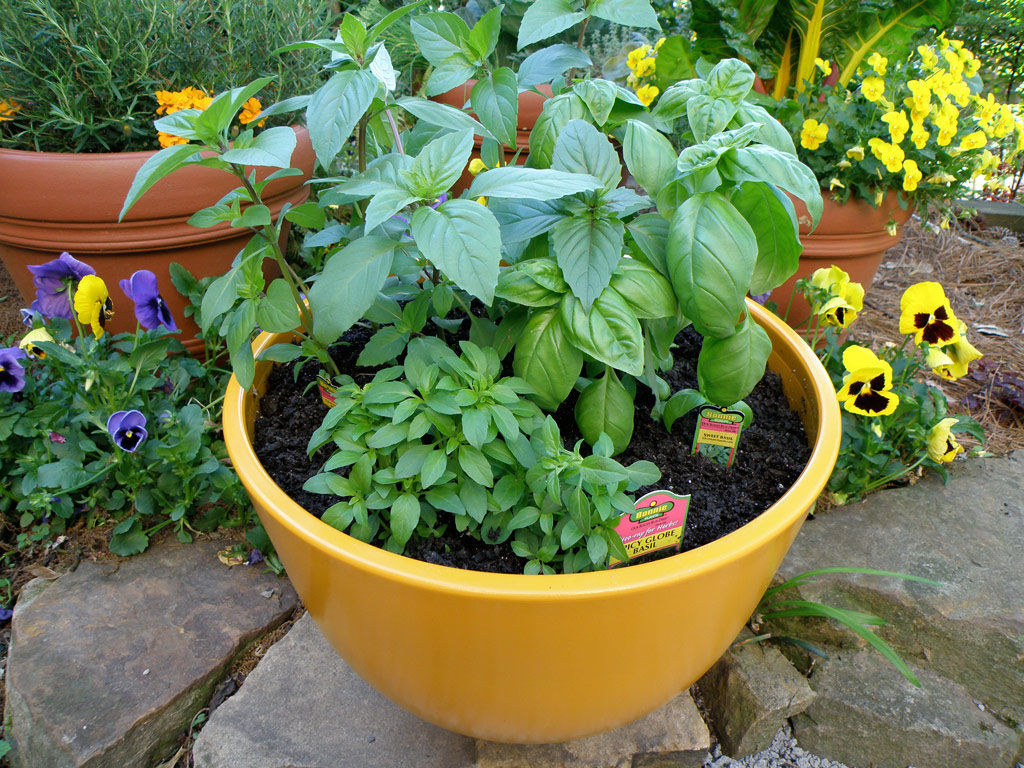 Grow basil by sowing seeds in indoors in early spring
