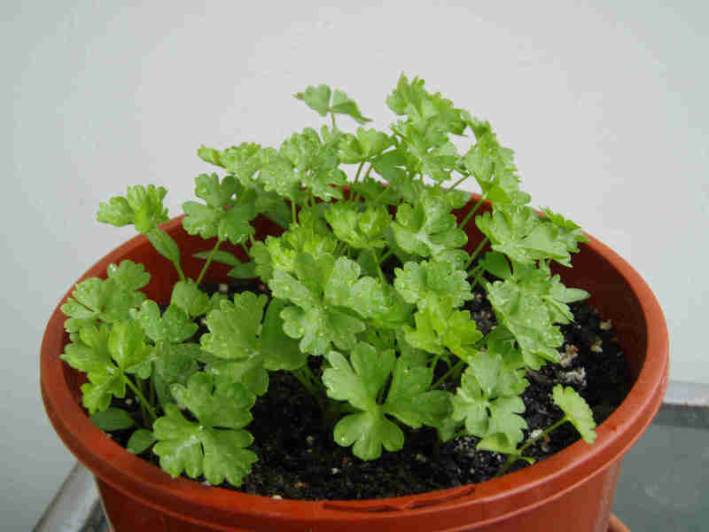 Parsley can be grown by sowing seeds indoors in early spring 