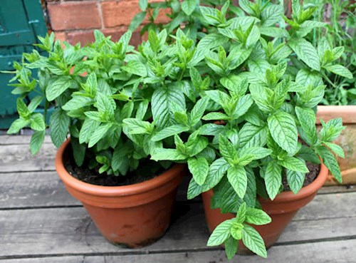 Herb garden, Mint can be easily grown at home 