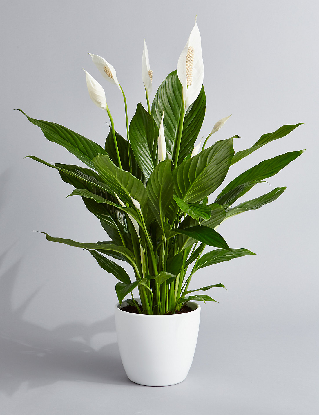 Indoor Plants Help You Sleep Better World Top Updates
