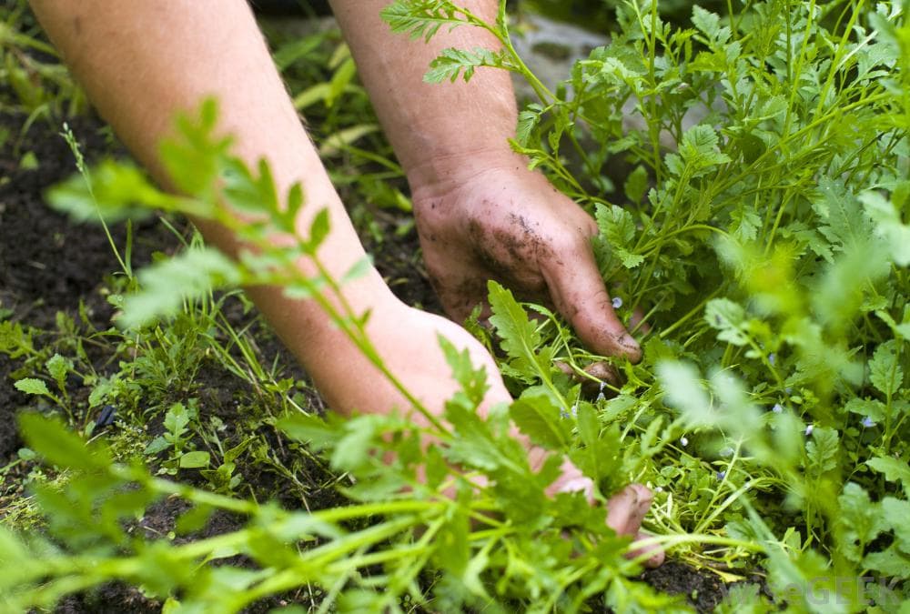 Lawn Care and Maintenance Practical Tips Treating Broadleaf Weeds
